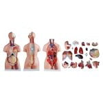Trisex (Erkek-Kadın-Genital Organsız) Torso Modeli 85 cm 21 Parça - Görsel 5