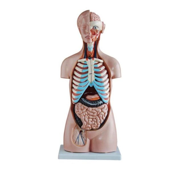 Sexless (Cinsiyetsiz) Torso Modeli 85 cm 20 Parça