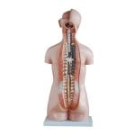 Sexless (Cinsiyetsiz) Torso Modeli 85 cm 20 Parça - Görsel 3