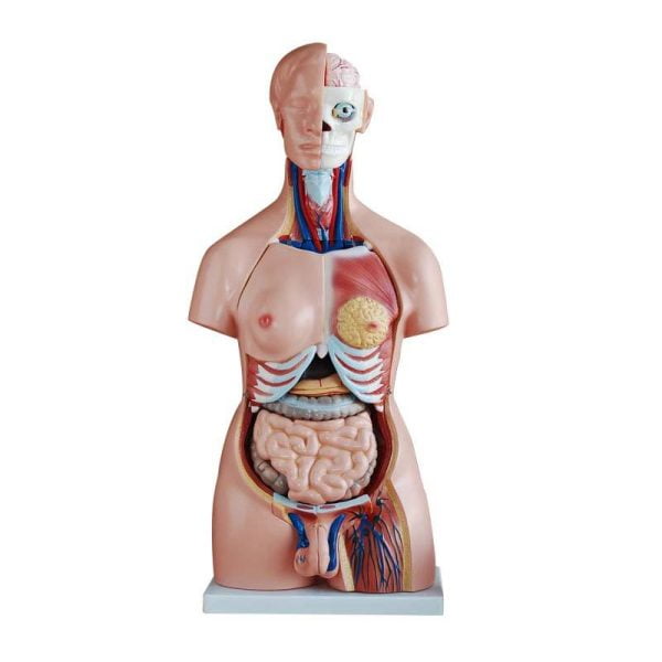 Unisex (Erkek-Kadın) Torso Modeli 85 cm 40 Parça