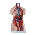 Unisex (Erkek-Kadın) Torso Modeli 85 cm 40 Parça - Görsel 2