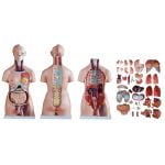 Unisex (Erkek-Kadın) Torso Modeli 85 cm 40 Parça - Görsel 5