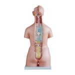 Unisex (Erkek-Kadın) Torso Modeli 85 cm 40 Parça - Görsel 3