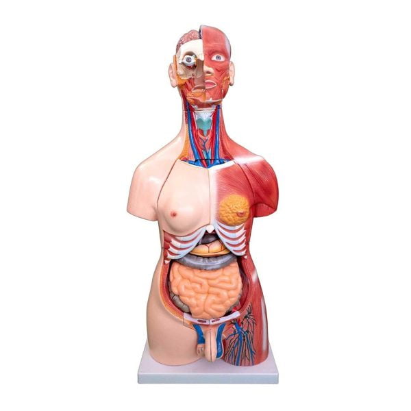 Unisex (Erkek-Kadın) Kaslı Torso Modeli 85 cm 30 Parça