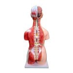Unisex (Erkek-Kadın) Kaslı Torso Modeli 85 cm 30 Parça - Görsel 3