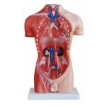 Erkek Torso Modeli 42 cm 13 Parça - Görsel 2