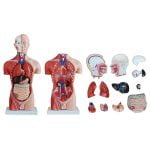 Erkek Torso Modeli 42 cm 13 Parça - Görsel 4