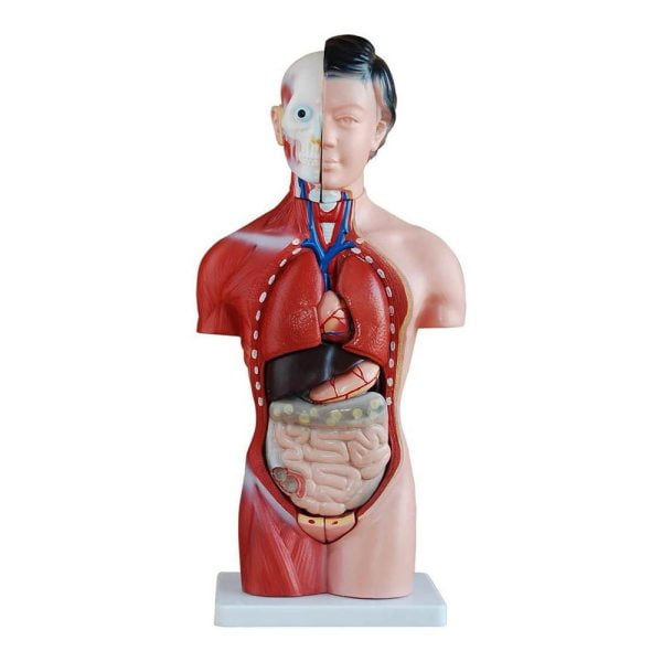 Kadın Torso Modeli 42 cm 15 Parça