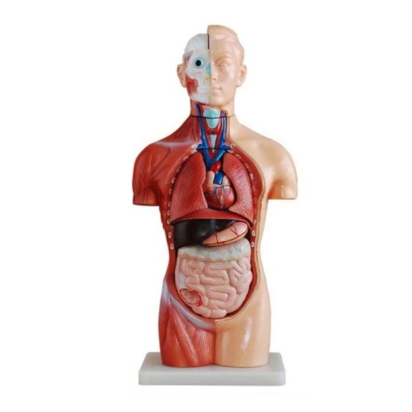Sexless (Cinsiyetsiz) Torso Modeli 42 cm 18 Parça
