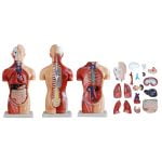 Sexless (Cinsiyetsiz) Torso Modeli 42 cm 18 Parça - Görsel 5