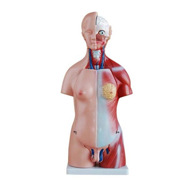 Unisex (Erkek-Kadın) Torso Modeli 45 cm 23 Parça