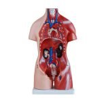 Unisex (Erkek-Kadın) Torso Modeli 45 cm 23 Parça - Görsel 2