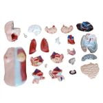 Unisex (Erkek-Kadın) Torso Modeli 45 cm 23 Parça - Görsel 4