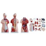 Unisex (Erkek-Kadın) Torso Modeli 45 cm 23 Parça - Görsel 5