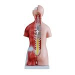 Unisex (Erkek-Kadın) Torso Modeli 45 cm 23 Parça - Görsel 3