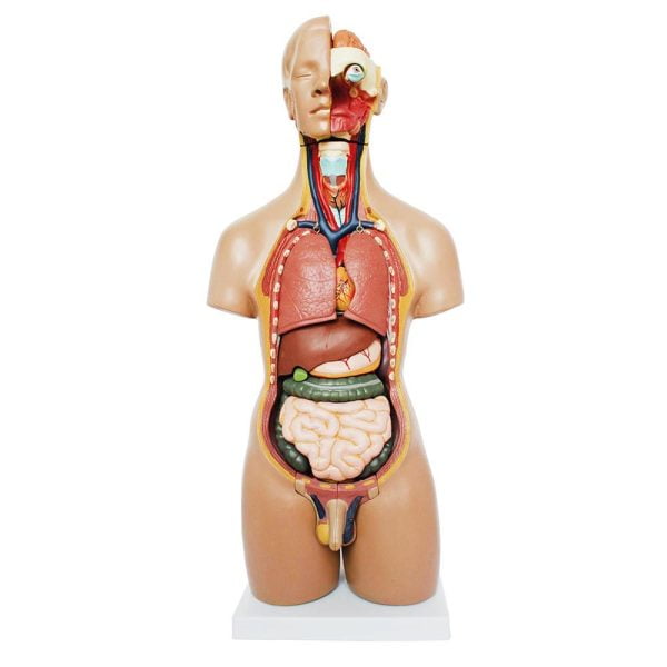 Unisex (Erkek-Kadın) Torso Modeli 55 cm 20 Parça