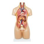 Unisex (Erkek-Kadın) Torso Modeli 55 cm 20 Parça - Görsel 2
