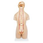 Unisex (Erkek-Kadın) Torso Modeli 55 cm 20 Parça - Görsel 3