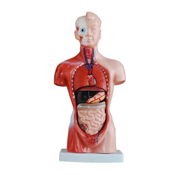 Mini Torso Modeli 26 cm 15 Parça