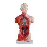 Mini Torso Modeli 26 cm 15 Parça - Görsel 2