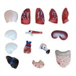 Mini Torso Modeli 26 cm 15 Parça - Görsel 3