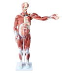 Kaslı Erkek Vücudu Modeli 80 cm 27 Parça