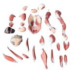 Kaslı Erkek Vücudu Modeli 80 cm 27 Parça - Görsel 3