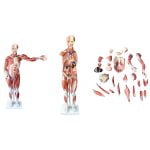 Kaslı Erkek Vücudu Modeli 80 cm 27 Parça - Görsel 4