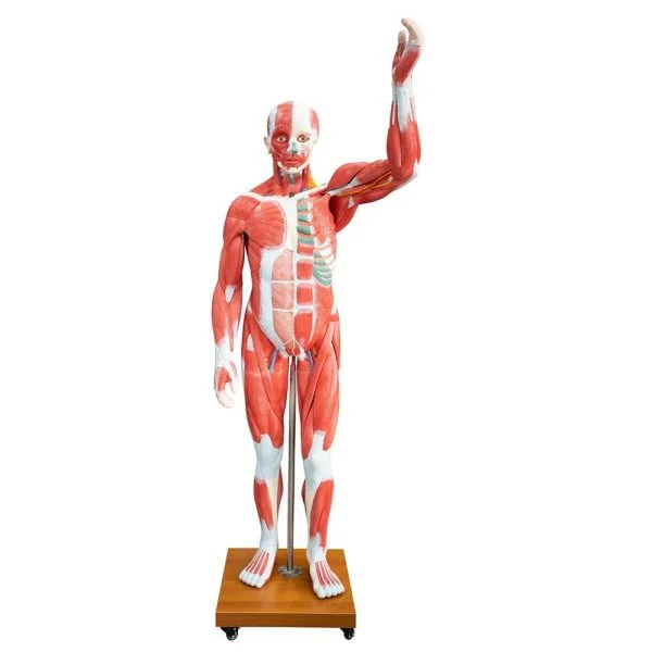 Kaslı Erkek Vücudu Modeli 175 cm 29 Parça
