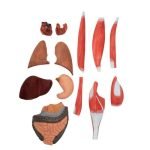 Kaslı Erkek Vücudu Modeli 175 cm 29 Parça - Görsel 3