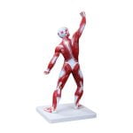 Kaslı Erkek Vücudu Modeli 50 cm 1 Parça - Görsel 2