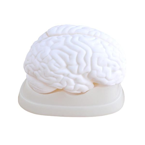 Beyin Modeli 3 Parça