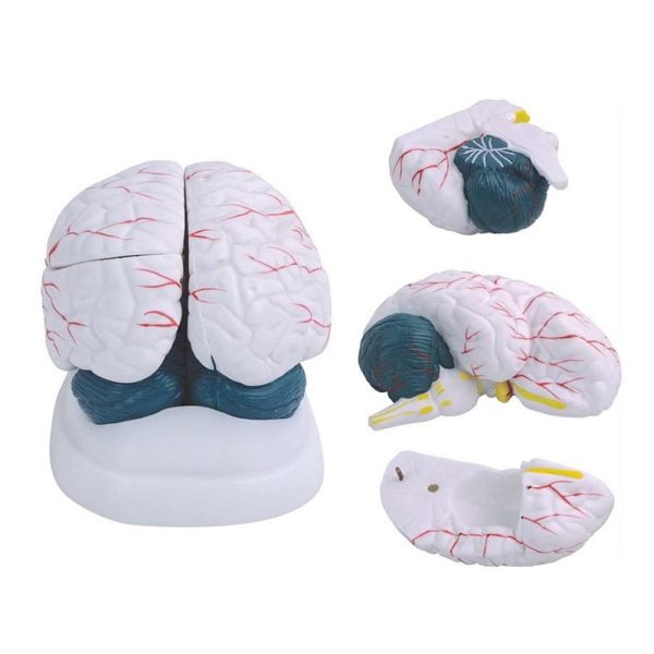 Beyin Modeli Gelişmiş 3 Parça