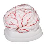 Arterli Beyin Modeli 8 Parça - Görsel 2