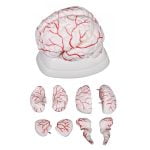 Arterli Beyin Modeli 8 Parça