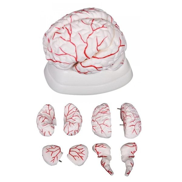 Arterli Beyin Modeli 8 Parça