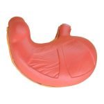 Mide Modeli 2 Parça - Görsel 2