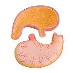 Mide Modeli 2 Parça