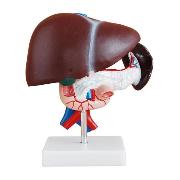 Karaciğer Pankreas ve Duodenum Modeli 3 Parça
