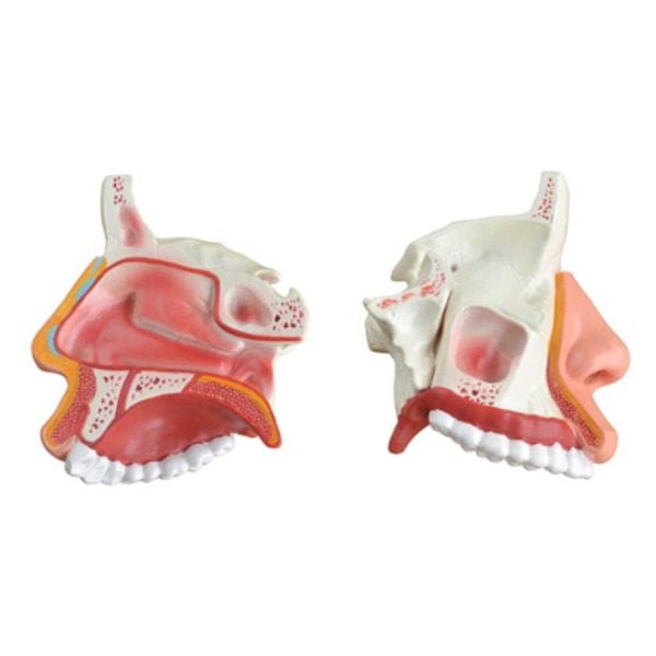 Nazal Boşluk Kesit Modeli