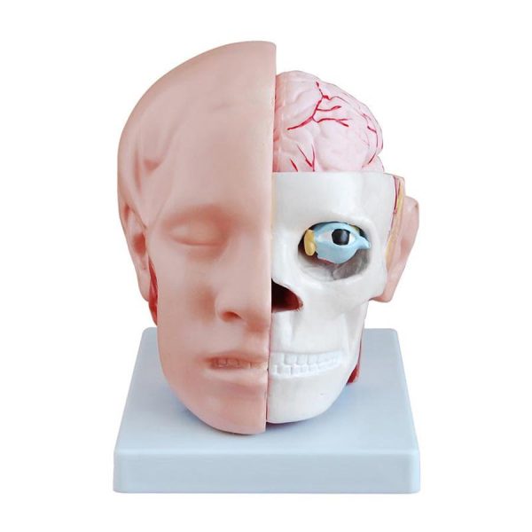 Kafa ve Beyin Modeli 10 Parça