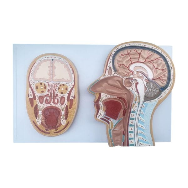 Başın Ön ve Medyan Kesiti Modeli