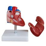 Kalp Modeli Gelişmiş 2 Parça - Görsel 2