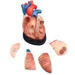 Kalp Modeli 5 Parça - Görsel 2