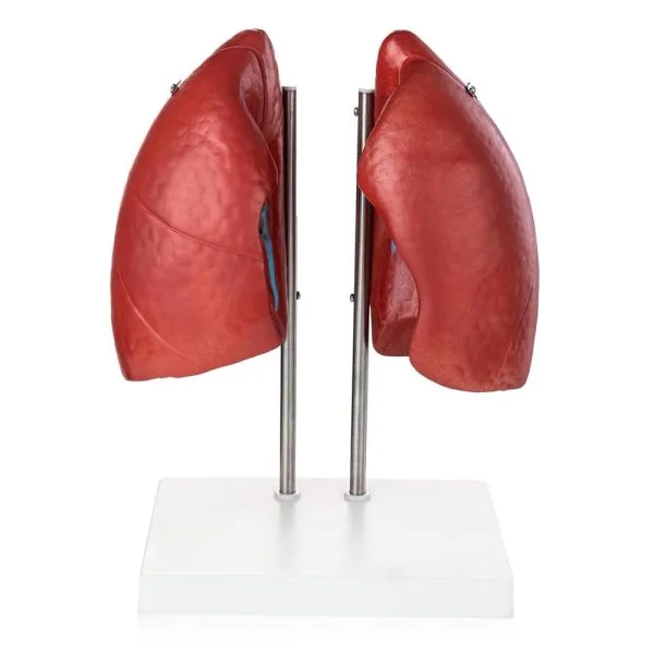 Akciğer Modeli 4 Parça