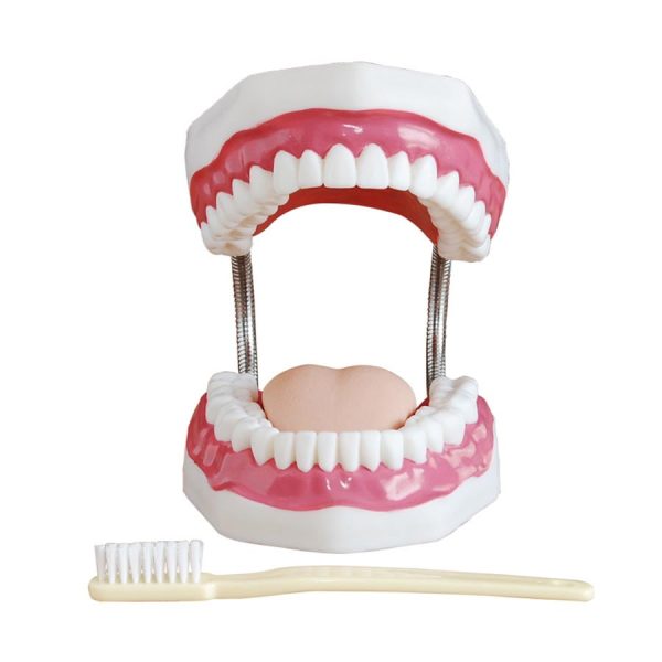 Diş Bakımı Modeli 32 Diş
