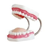 Diş Bakımı Modeli 32 Diş - Görsel 2