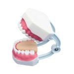 Diş Bakımı Modeli Küçük Boy 32 Diş - Görsel 2