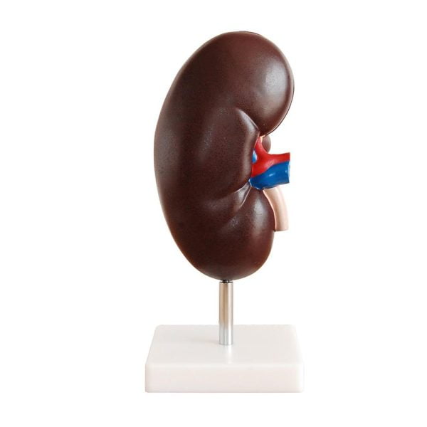 Böbrek Modeli 2 Parça