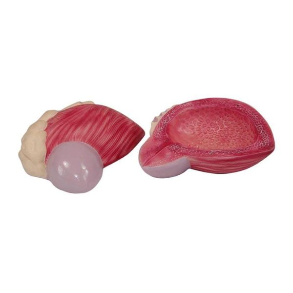 Mesanenin Genişlemesi Modeli